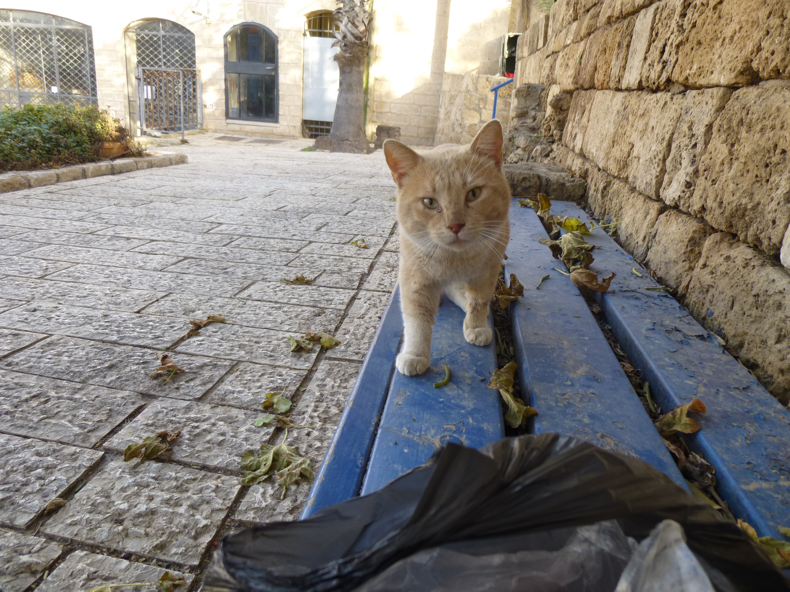 Unterstützung für israelische Straßenkatzen