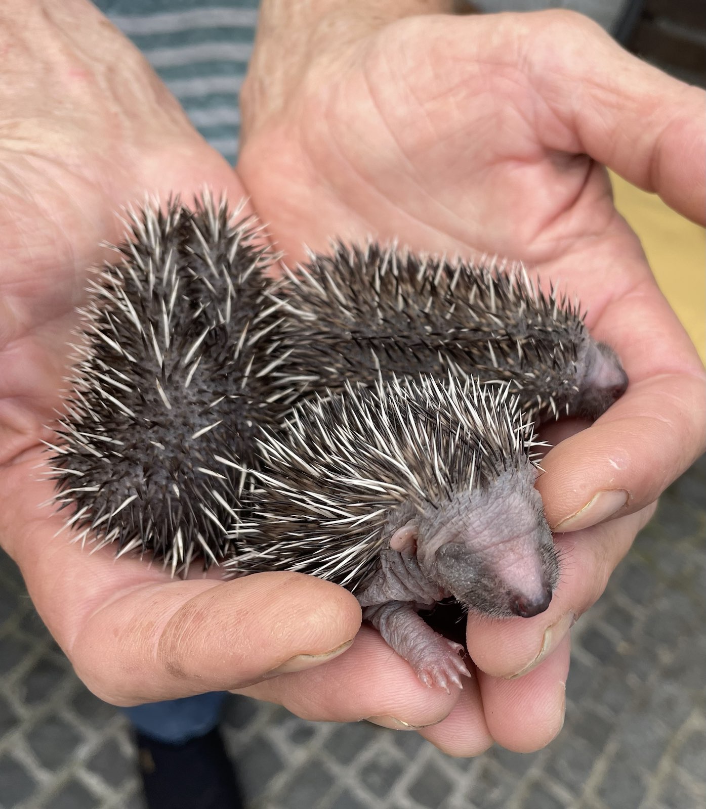 Igel-Rettung