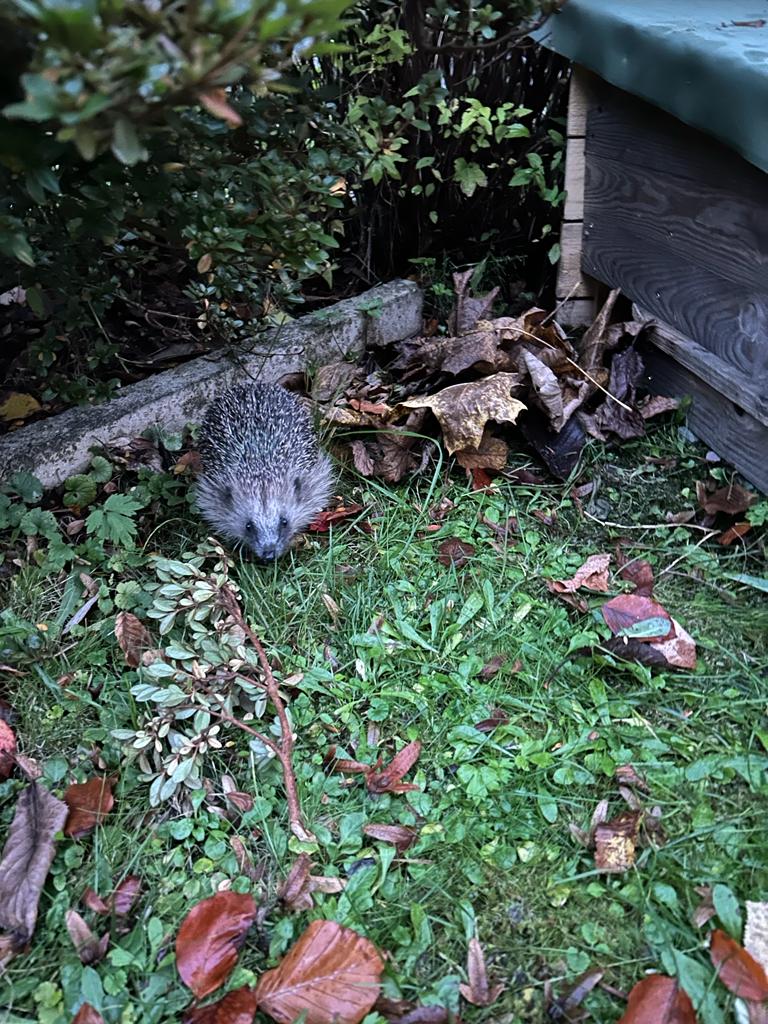 Abschied von den Igel-Pflegekindern