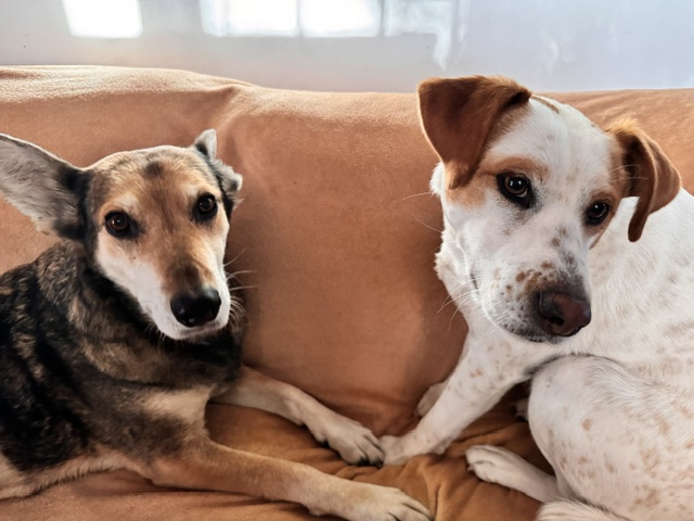 2 Hunde zu vermitteln